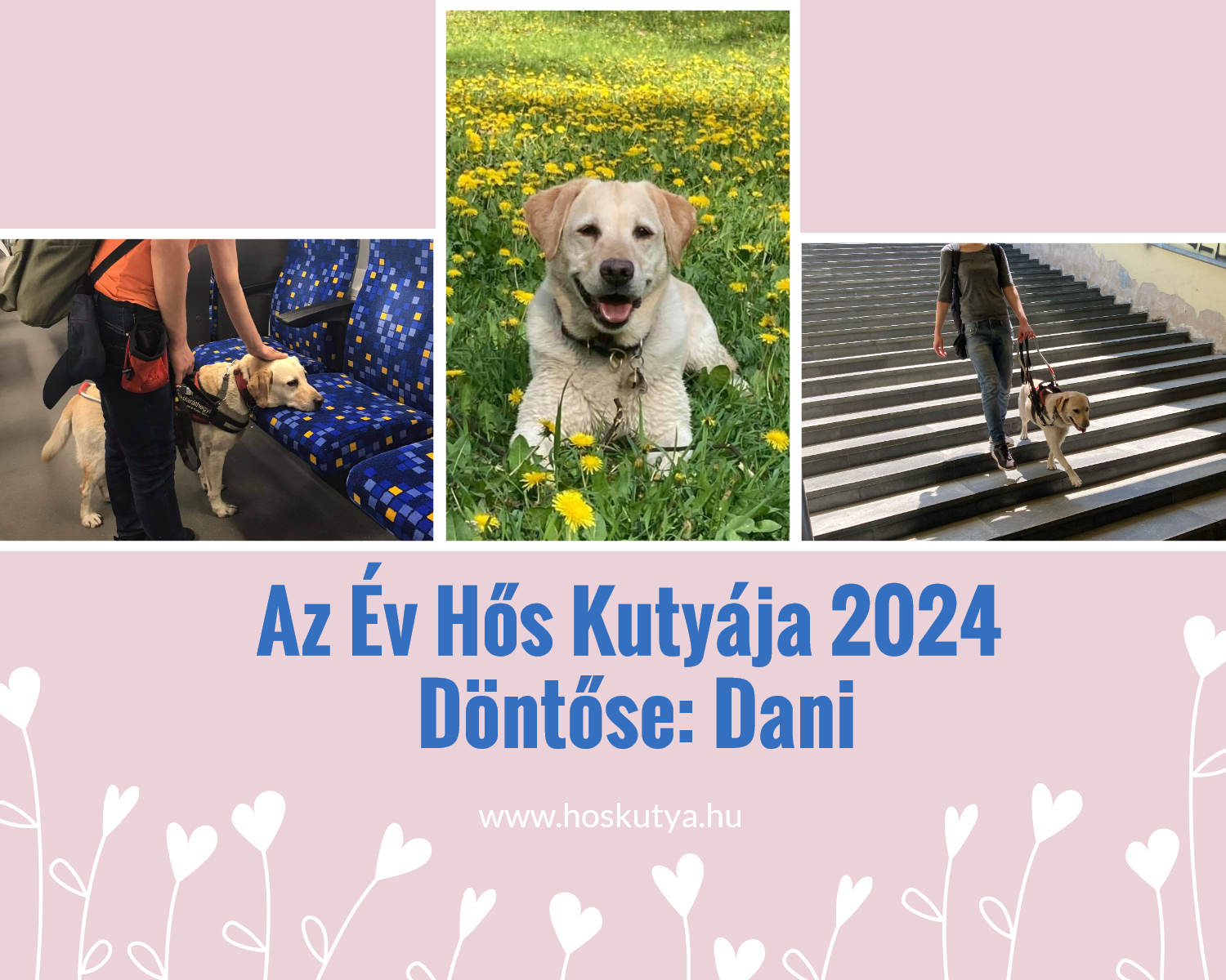 Dani kutya