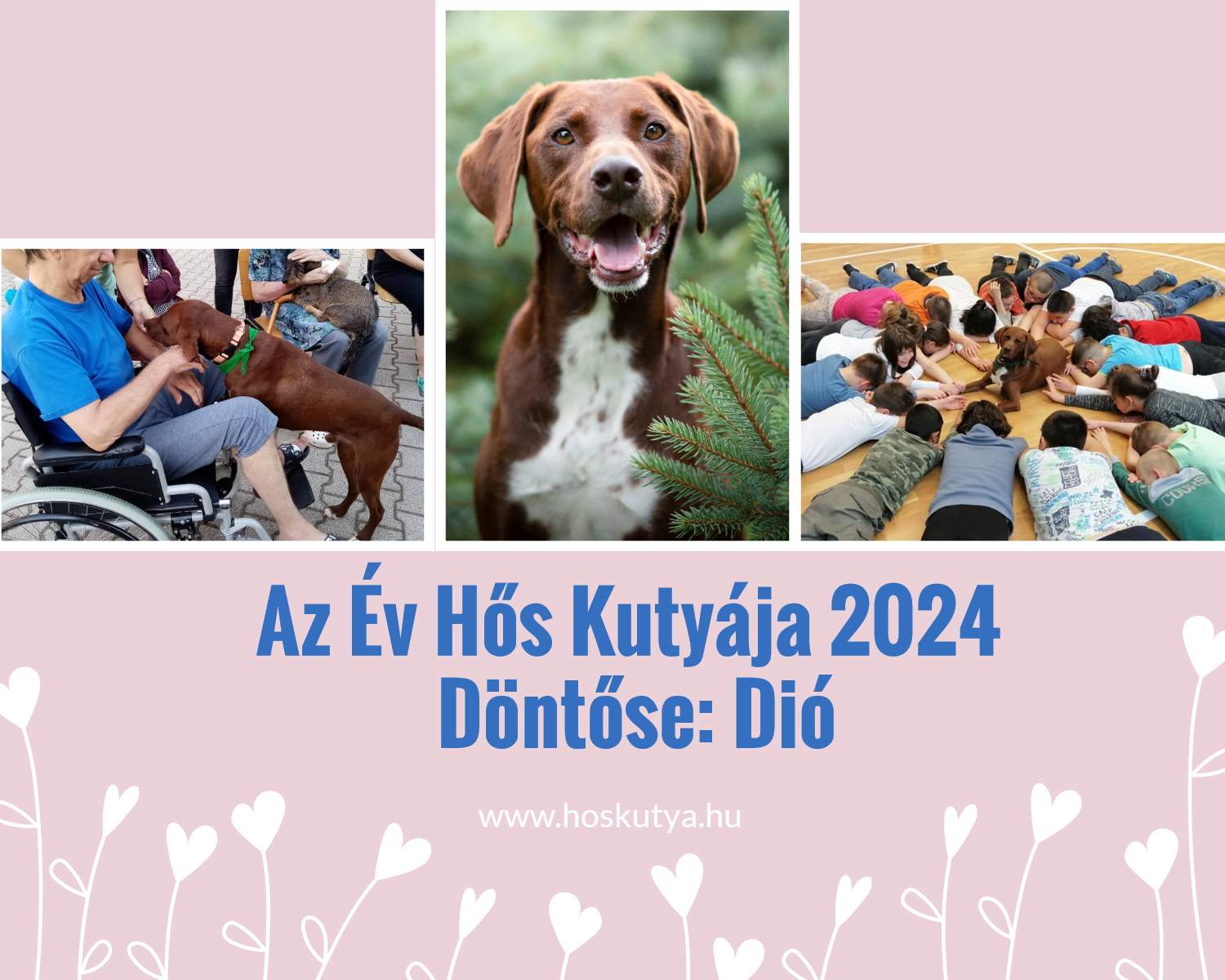 Dio kutya