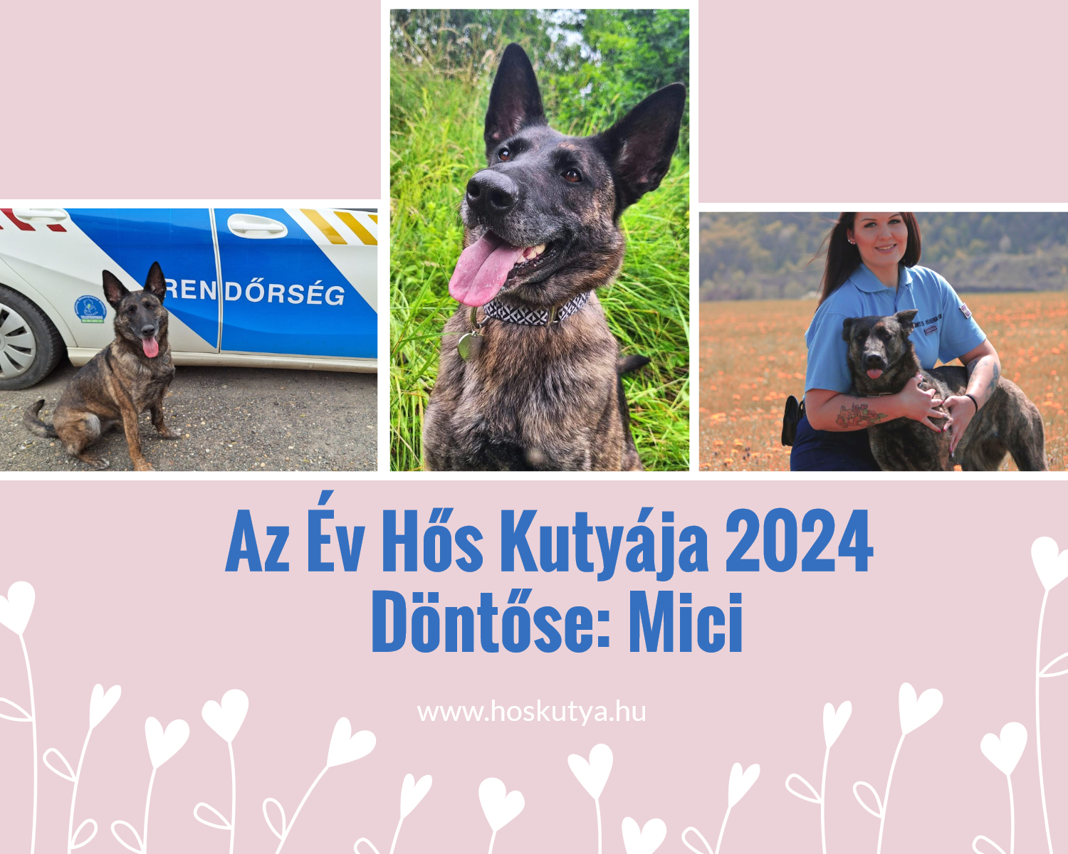 Mici kutya